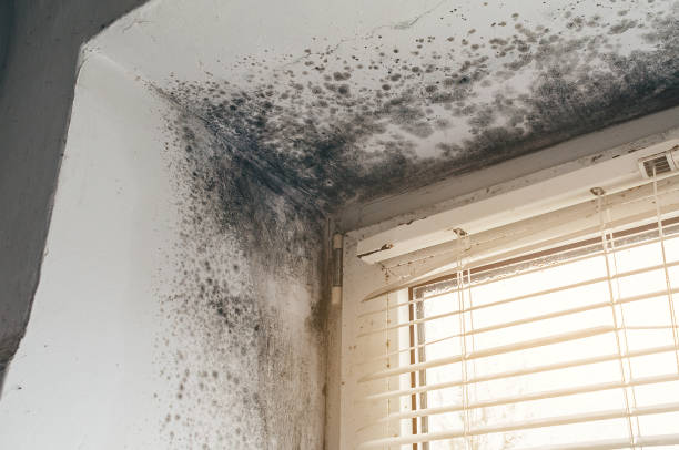 Affordable Black Mold Remediation solutions in Haskell, TX